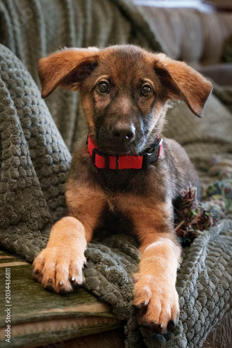 Foto Cute German Shepherd puppy resting on armrest of patterned chair