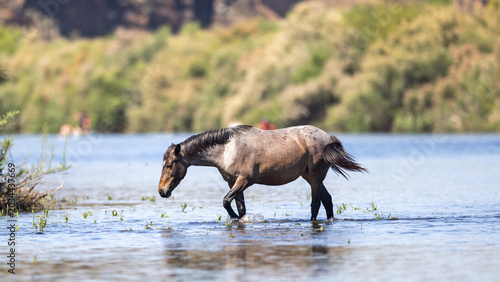Canvas Print Bay Roan Wild Mustang Stallion Shaking Head While Wading in the Salt River Near