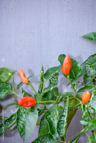 Chili Pepper (Capsicum frutescens), Kelaniya, Sri Lanka.