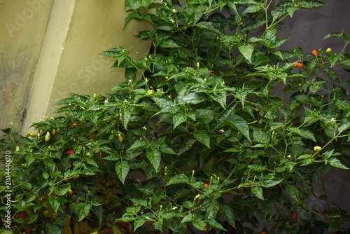 Chili Pepper (Capsicum frutescens), Kelaniya, Sri Lanka.