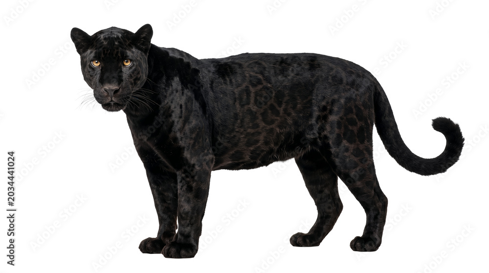 Fototapeta premium Black jaguar melanistic panther isolated on transparent background