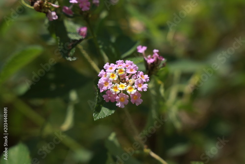 single lantana or tickberry or Ari poo in the morning sun light. putus flower on the plant