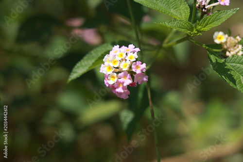 single lantana or tickberry or Ari poo in the morning sun light. putus flower on the plant