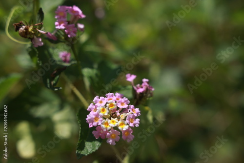 single lantana or tickberry or Ari poo in the morning sun light. putus flower on the plant