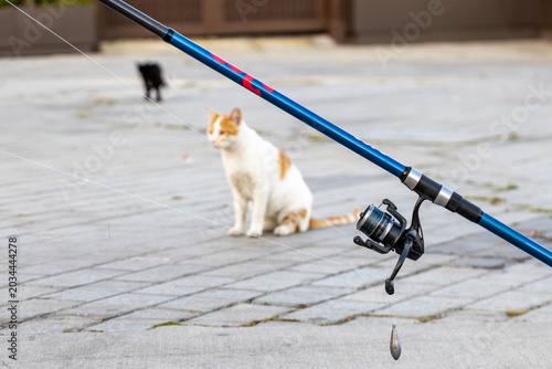 Slika na platnu Close up of a blue fishing rod and reel with a blurry stray cat waiting for fish in the background in Istanbul, Turkey