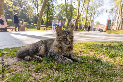 tray tabby cat lying on the street in Istanbul, Turkey. Famous Istanbul street cat looking at camera close up view with blurred city background.