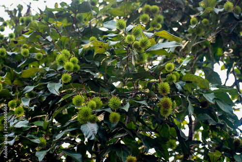 Green, Unripe Rambutan Fruit (Nephelium lappaceum), Kelaniya, Sri Lanka.