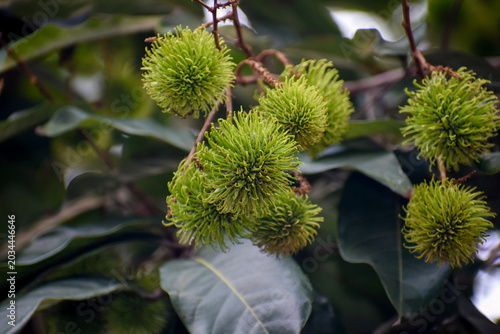 Green, Unripe Rambutan Fruit (Nephelium lappaceum), Kelaniya, Sri Lanka.