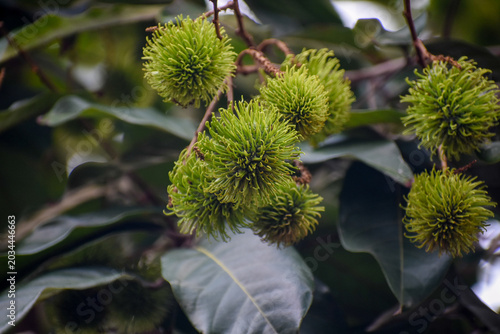 Green, Unripe Rambutan Fruit (Nephelium lappaceum), Kelaniya, Sri Lanka.