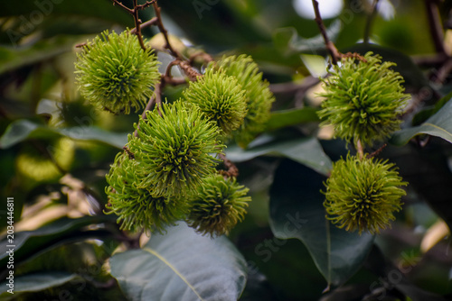 Green, Unripe Rambutan Fruit (Nephelium lappaceum), Kelaniya, Sri Lanka.