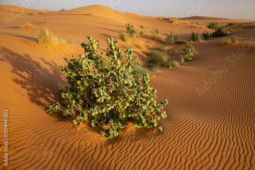 Golden Sand Dunes of the Sahara Desert in Merzouga, Morocco