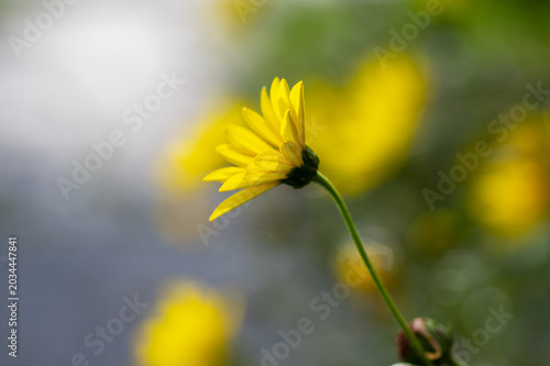 Картината върху платно Yellow flowers of Jerusalem artichoke blooming in late summer garden