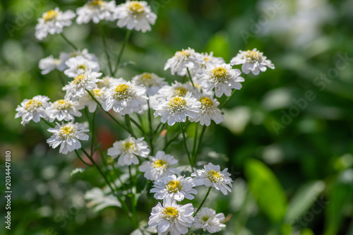 Tableau sur toile Tanacetum parthenium double white feverfew flowers macro in bloom, double feverf