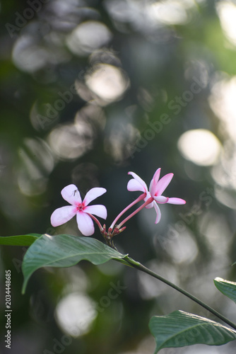 Pink Kopsia (Kopsia fruticosa) Flowers, Kelaniya, Sri Lanka.