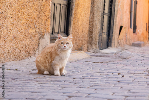  shot of a stray ginger cat's fur and ear in Morocco
