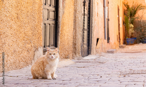  shot of a stray ginger cat's fur and ear in Morocco