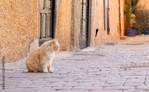  shot of a stray ginger cat's fur and ear in Morocco