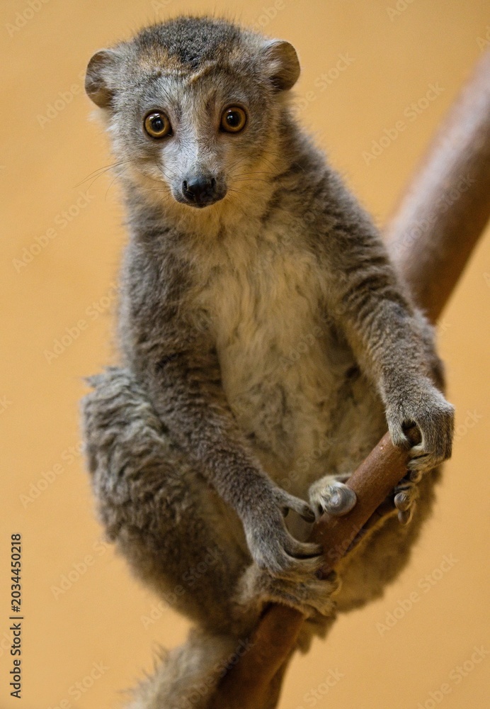 Naklejka premium Crowned lemur