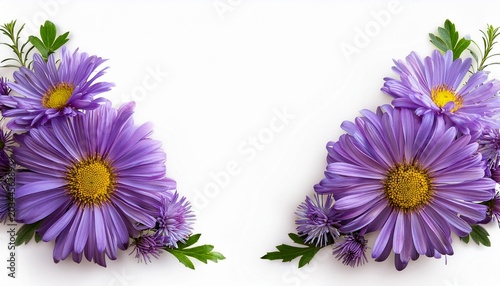 Corner Arrangements With Purple Aster Amellus Flowers Isolated On White Or Transparent Background