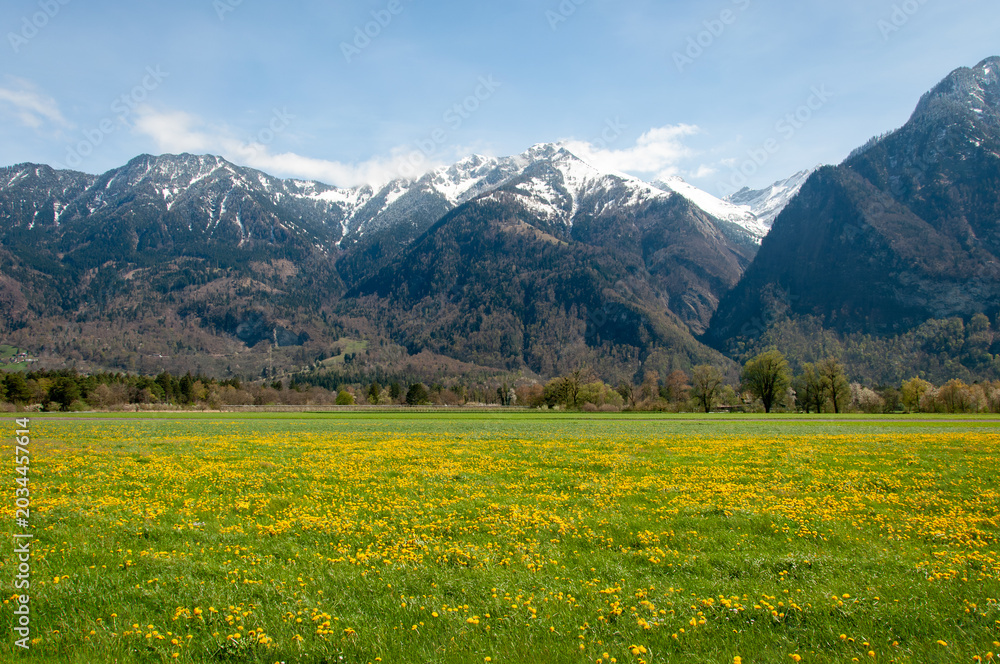 Fototapeta premium Green Alpine Meadow with Yellow Dandelions, Snow-Capped Alps and Blue Sky
