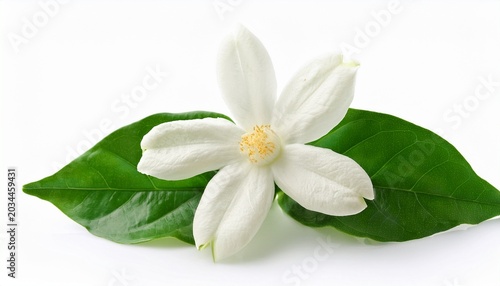 Beautiful Jasminum Sambac Flower Sampaguita Melati Putih Isolated On White Background
