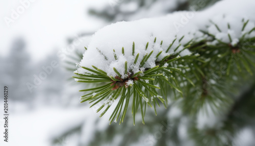 Snow-Covered Pine Needles in Winter Landscape