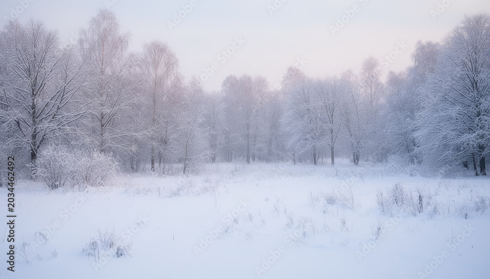 Obraz premium Snow-covered forest landscape with winter scene