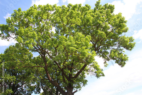 Bild auf Leinwand A large common ash tree (Fraxinus excelsior) grows in nature
