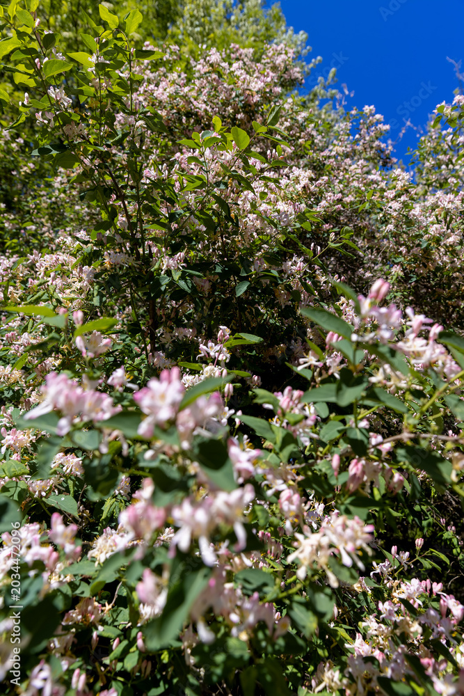 Obraz premium a shrub with red and white flowers in spring, fresh spring