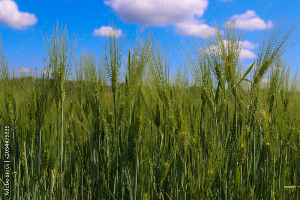 Obraz premium Wheat field close-up under fluffy clouds