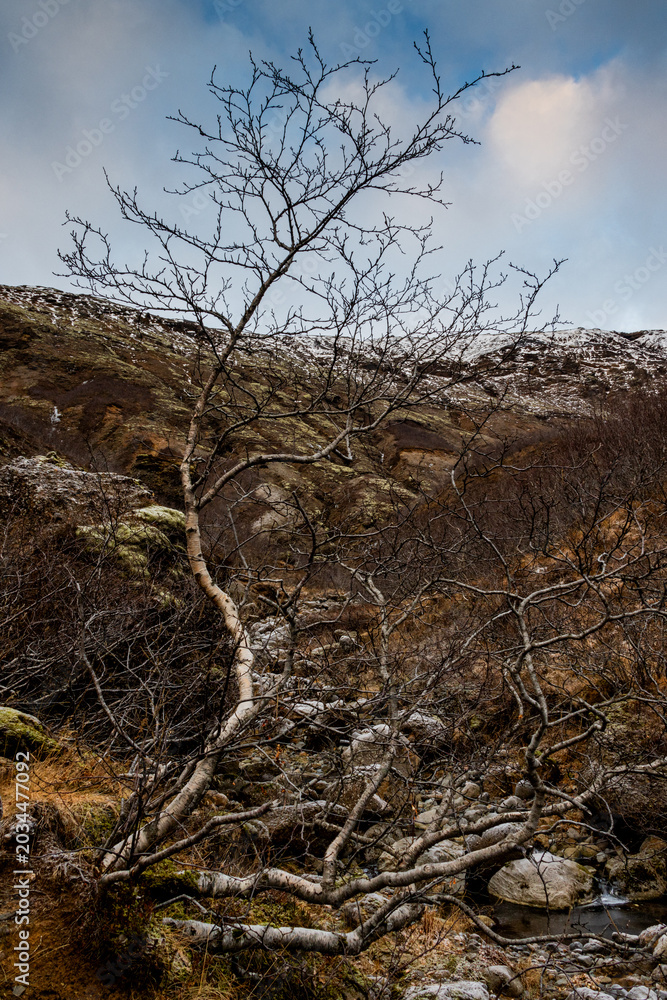 Fototapeta premium Bare tree in Icelandic landscape.