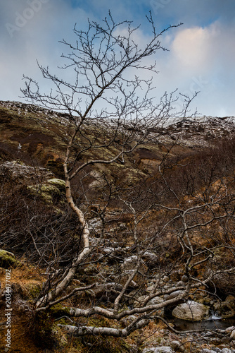 Bare tree in Icelandic landscape.