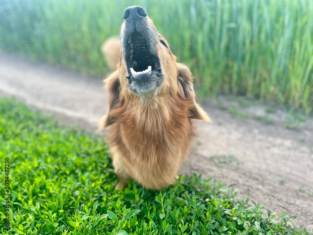 Fototapeta premium dog on the grass