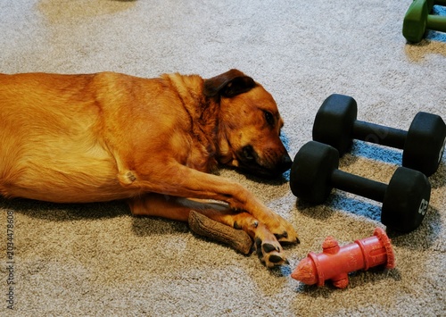 Fényképezés Woman Doing Video Workout in Home Gym - Home Fitness Exercise Weightlifting Heal