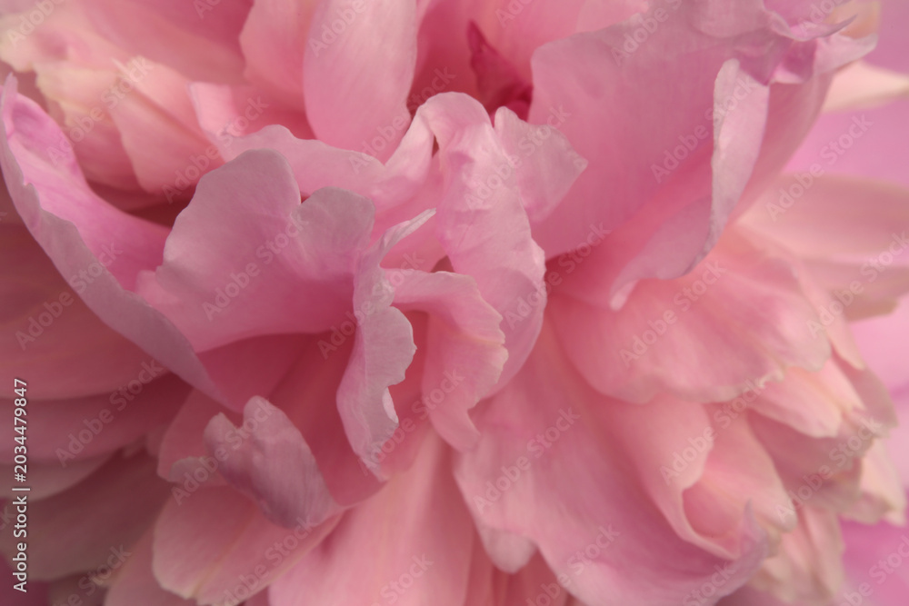 Obraz premium Smoke close-up selective soft focus cream beige, pink Peony Flower Petals Macro blur natural abstract background.