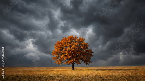 Dramatic autumn tree stands alone in a field under a dark, stormy sky