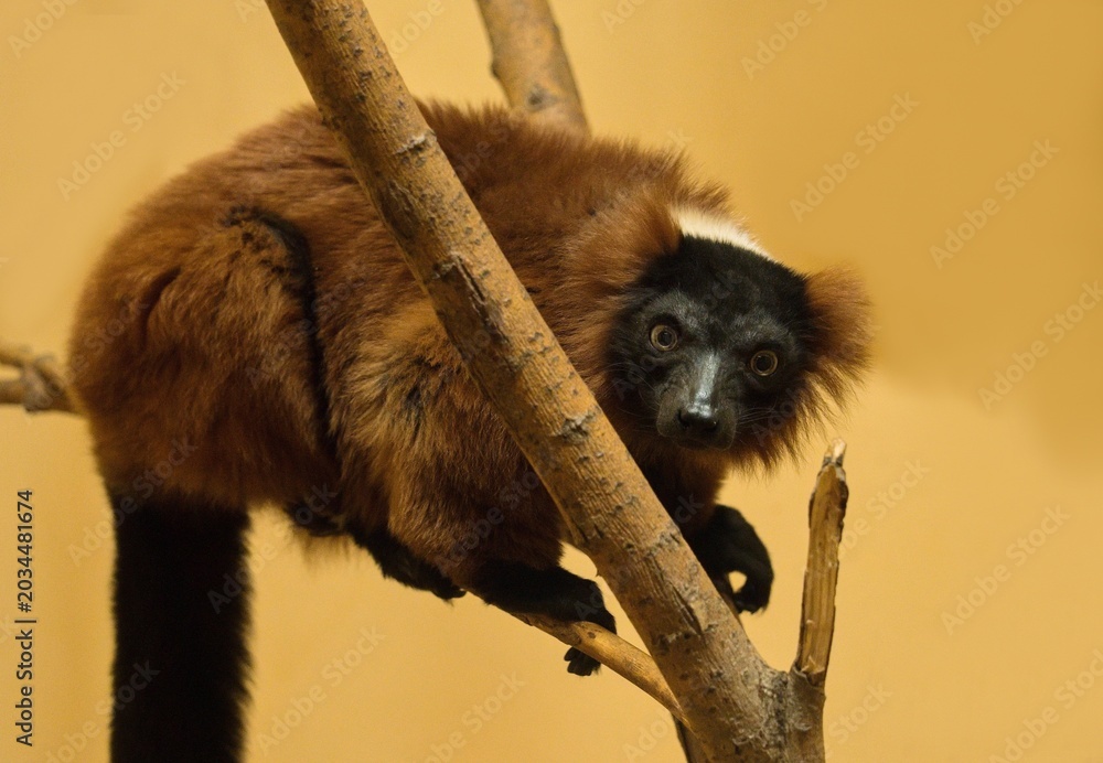 Naklejka premium Red ruffed lemur