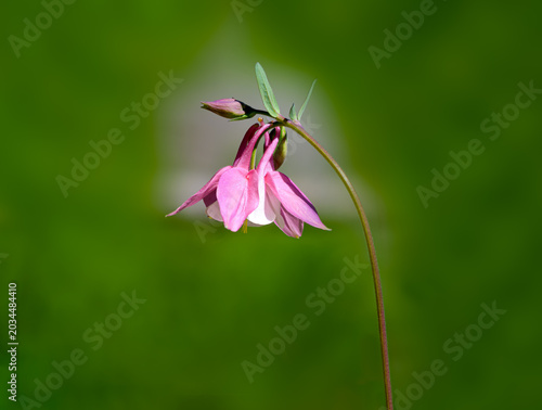 A single pink columbine flower on a green background
