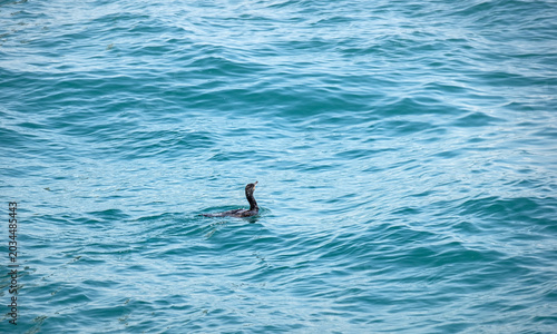 Cormorant swimming in the sea. Phalacrocorax carbo.