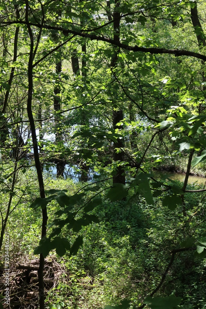 Fototapeta premium Lush green foliage frames a glimpse of water in swamp.
