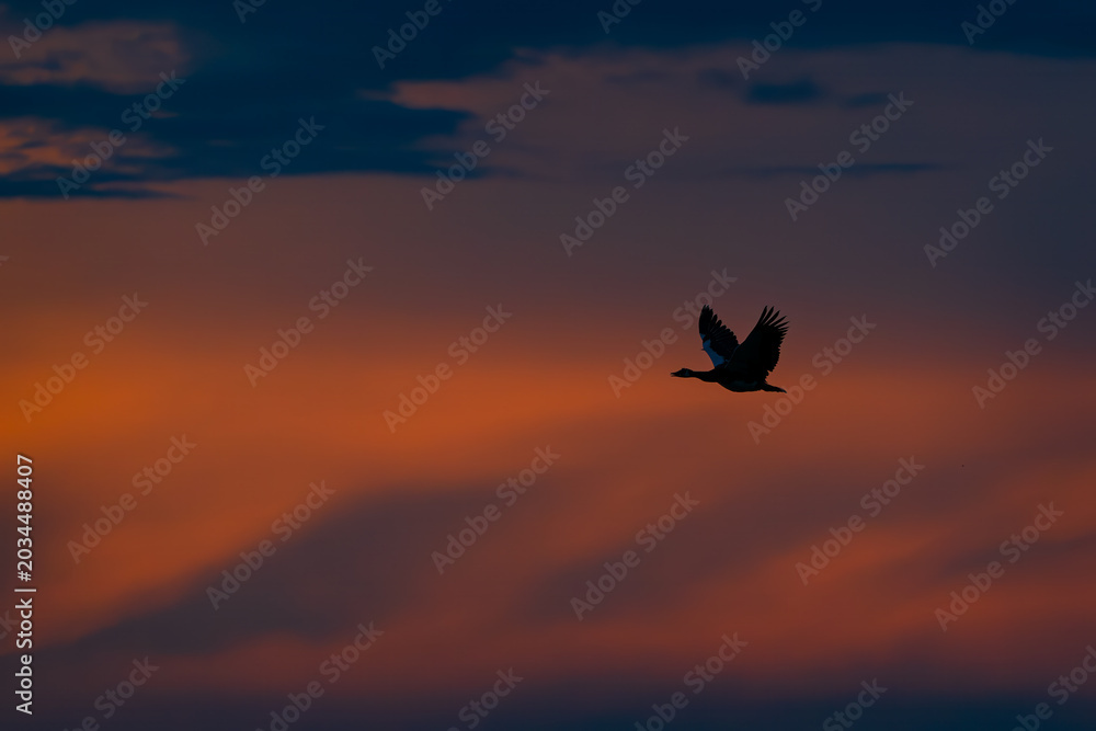 Naklejka premium Silhouette of a Bird Flying Across a Dramatic Sunset Sky