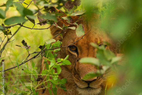 Billede på lærred African Lion Peeking Through Thick Green Leaves and Bushes