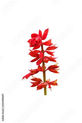 Schilderij op canvas Red salvia stem isolated on white background, vertical composition showing elong