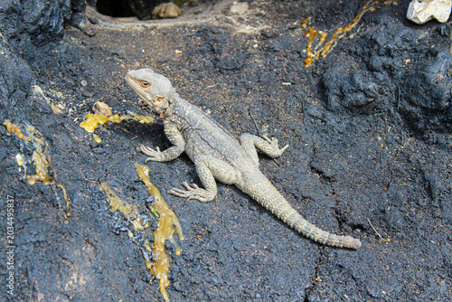 Konstfotografi Close up view of a grey and beige lizard lying on a dark rock