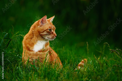 Konstfotografi Katze, aufmerksam schauend im Gras