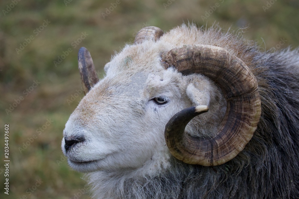 Fototapeta premium Close-Up Portrait of a Bighorn Sheep Ram – Majestic Wildlife with Curved Horns