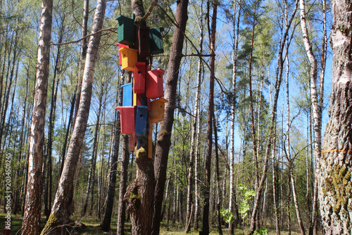 Birdhouses in the forest. Bird shelter
