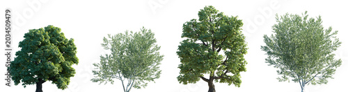 Set of Aesculus hippocastanum and Populus alba isolated png in sunny daylight on a transparent background perfectly cutout