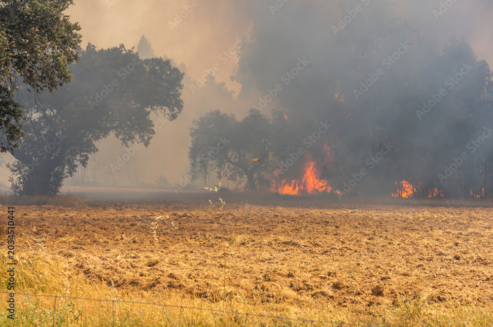 Fototapeta premium Environmental disaster : Active forest fire releasing dense smoke plumes over a dry agricultural field with trees in the background.