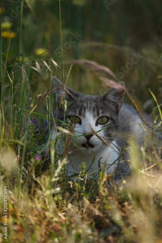 Photography Gray and white cat resting quietly in tall wild grass with soft natural light an